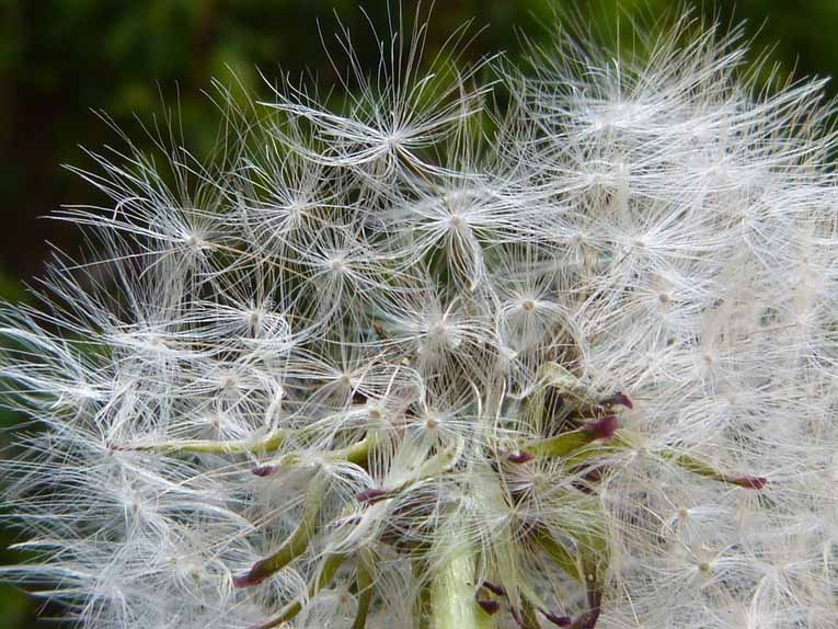 Allergie stagionali ed alimenti